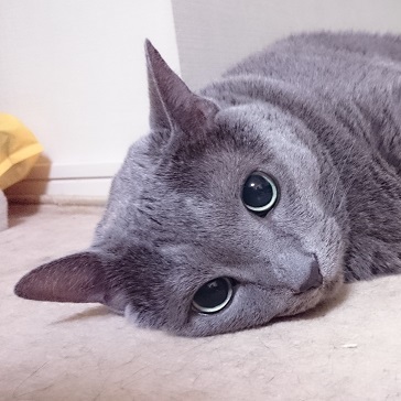 通りがかりの名もないファンさんのプロフィールを見る